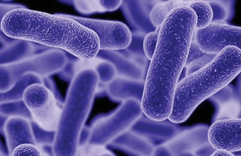 Lawan Jangkita Bakteria – Strategi Lengkap Benteng Pertahanan Tubuh