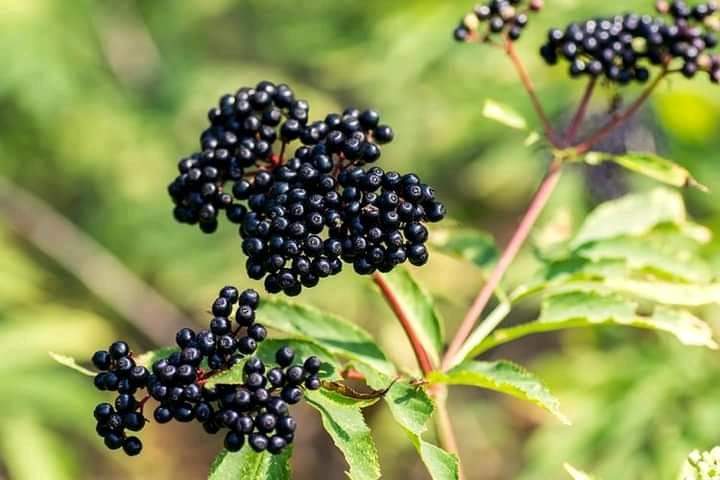Buah Berry Liar