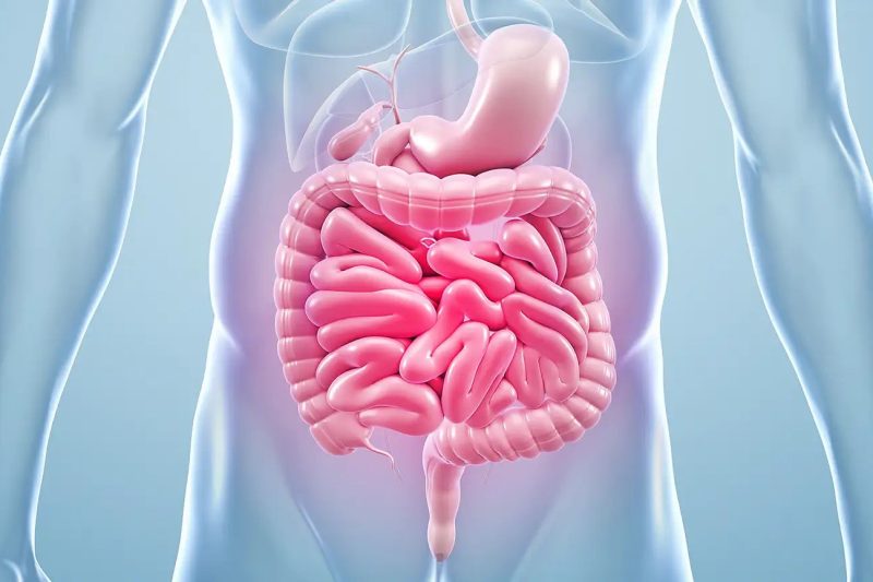 GUT HEALTH – Kunci Perut Sihat Badan Cergas – Panduan Lengkap untuk Kesihatan Usus Anda